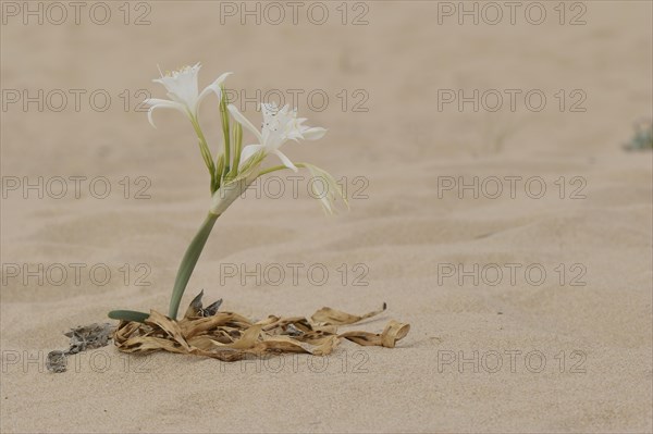 Sea Daffodil (pancratium maritimum)