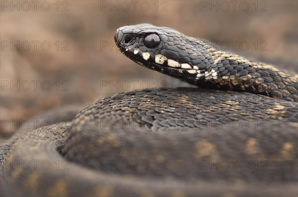 Common European Adder or Common European Viper (Vipera berus)