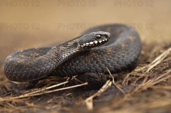 Common European Adder or Common European Viper (Vipera berus)