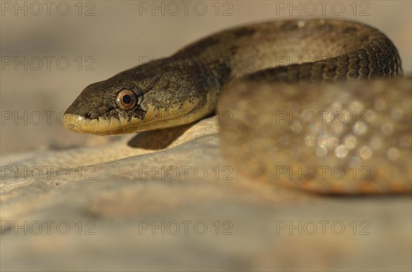 False Smooth Snake (Macroprotodon cucullatus)