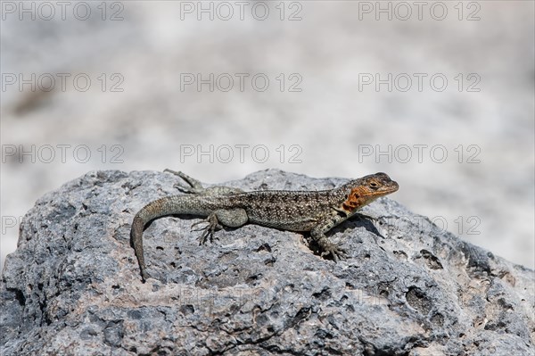 Galapagos Lava Lizard (Microlophus albemarlensis)