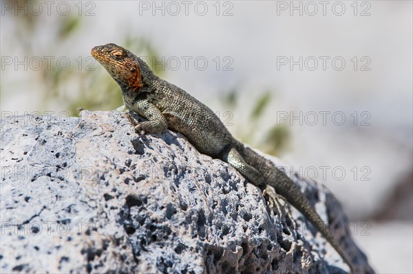 Galapagos Lava Lizard (Microlophus albemarlensis)