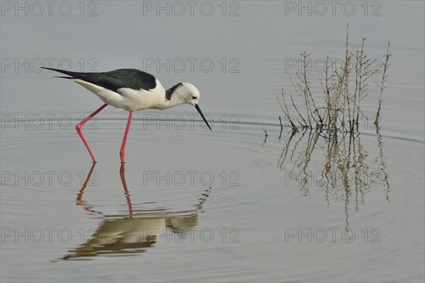 Stilt