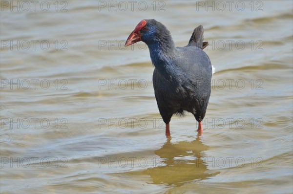 Purple Gallinule or Purple Swamphen (Porphyrio porphyro) foraging for food in shallow water