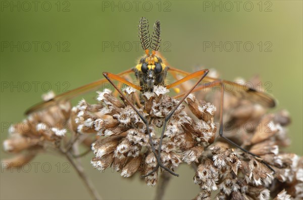 Crane Fly (Ctenophora flaveolata)