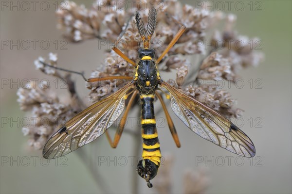 Crane Fly (Ctenophora flaveolata)