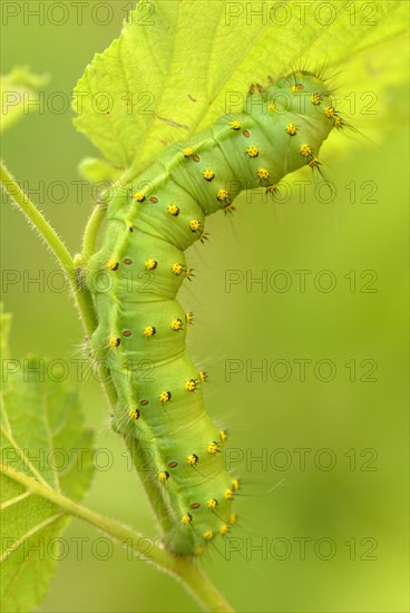 Caterpillar of the Saturnia pavoniella (Saturnia pavoniella)
