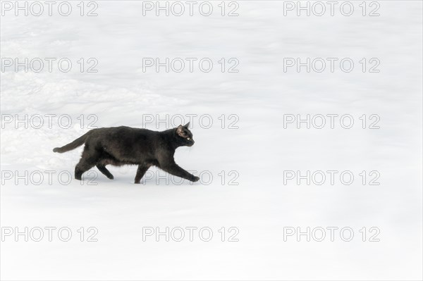 Black cat walking on a snow layer