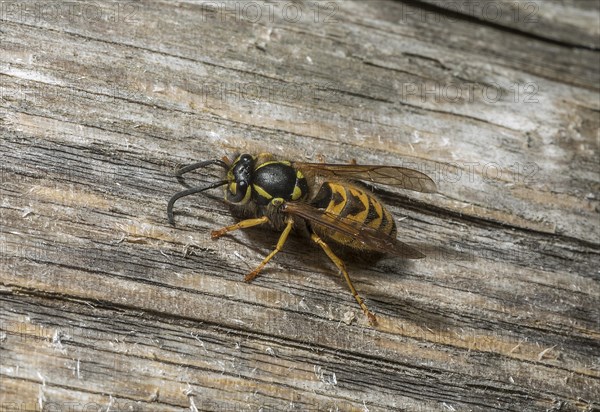 German Wasp (Vespula germanica) collecting wood