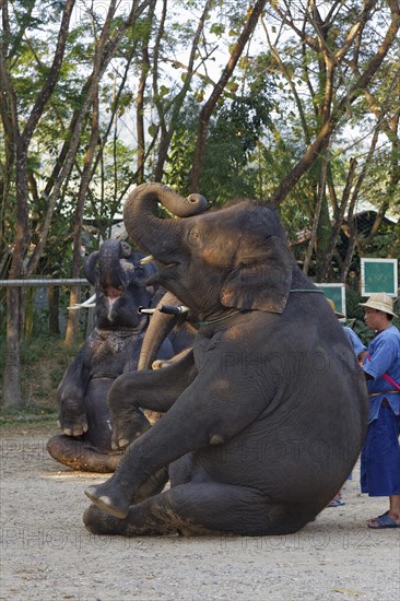 Elephant show