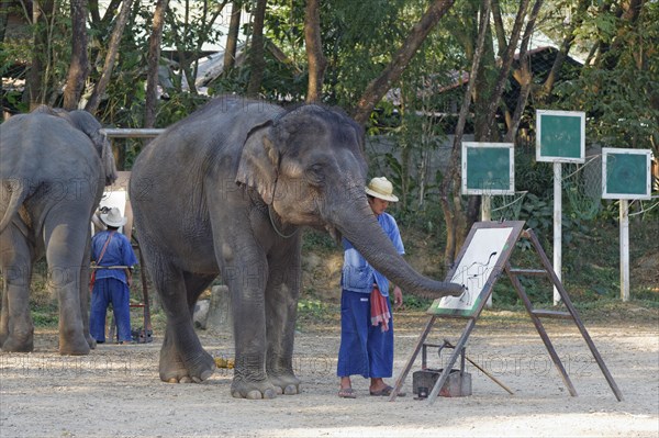 Asian Elephant (Elephas maximus) painting