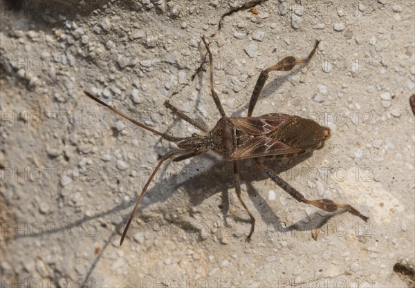 Assassin bug (Rhynocoris cuspidatus)