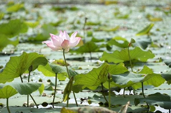 Water lily (Nymphaea)