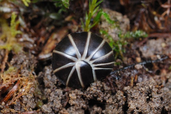 Common Pill Millipede (Glomeris marginata)