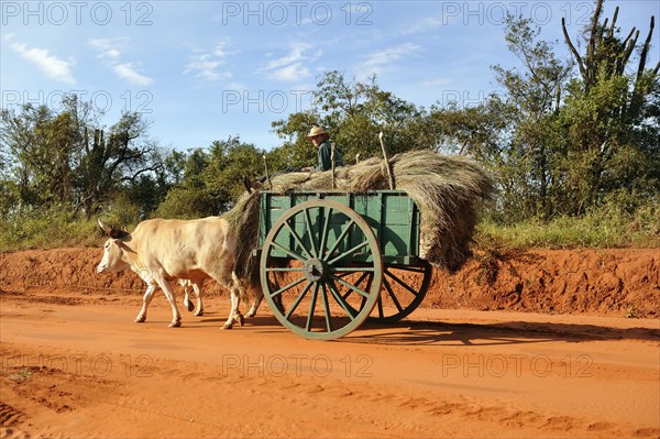 Oxcart