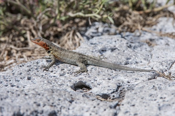 Galapagos Lava Lizard (Microlophus albemarlensis)