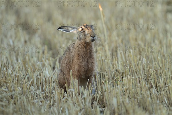 European Hare or Brown Hare (Lepus europaeus)