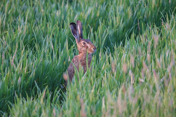 European Hare or Brown Hare (Lepus europaeus)