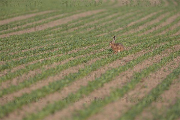 European Hare or Brown Hare (Lepus europaeus)