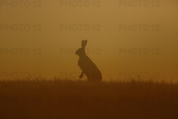 European Hare or Brown Hare (Lepus europaeus)