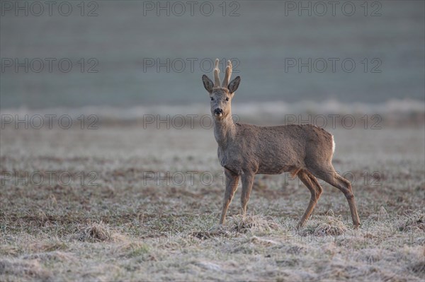 Roe deer (Capreolus capreolus)