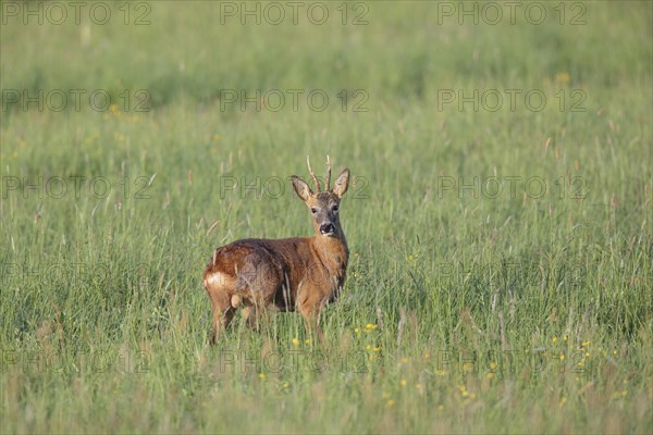 Roe deer (Capreolus capreolus)