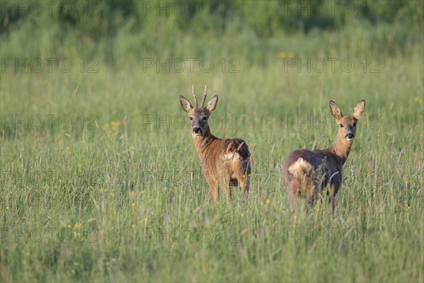 Roe deer (Capreolus capreolus)