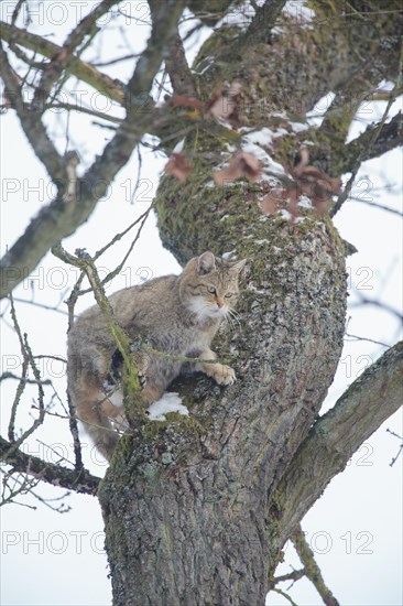 Wildcat (Felis silvestris)