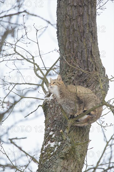 Wildcat (Felis silvestris)