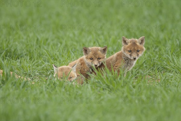 Fox cubs (Vulpes vulpes)