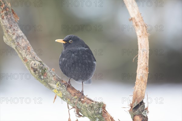 Blackbird (Turdus merula)