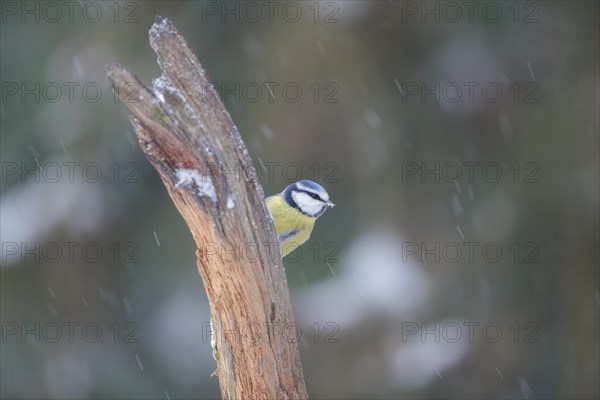 Blue Tit (Parus caeruleus)