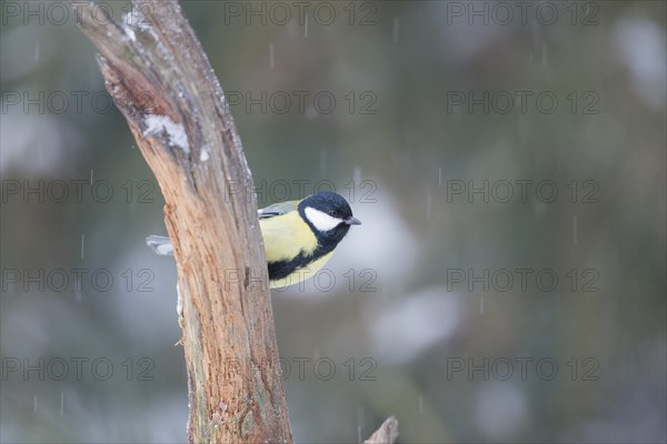 Great Tit (Parus major)