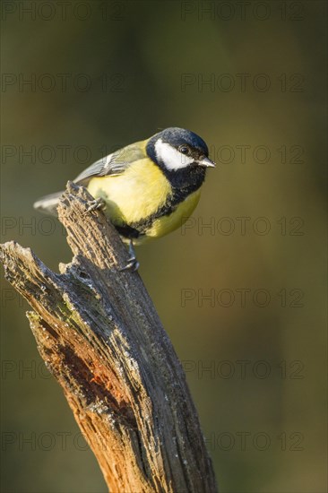 Great Tit (Parus major)