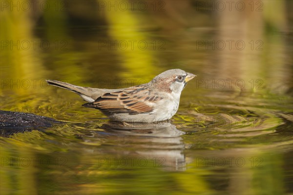 House Sparrow (Passer domesticus)