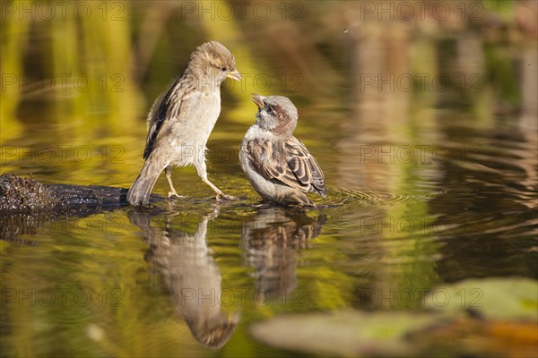 Two House Sparrows (Passer domesticus)