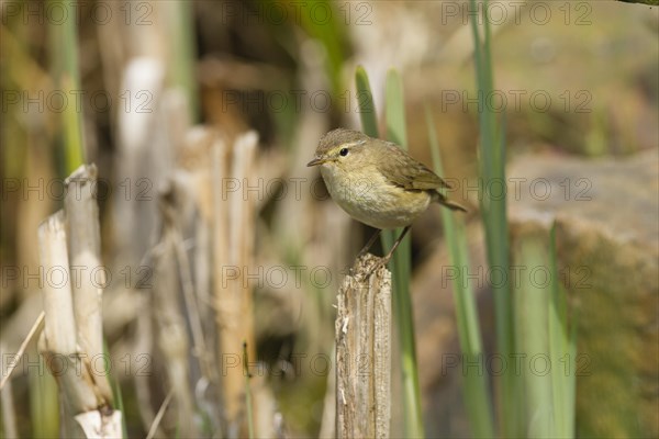 Chiffchaff (Phylloscopus collybita)