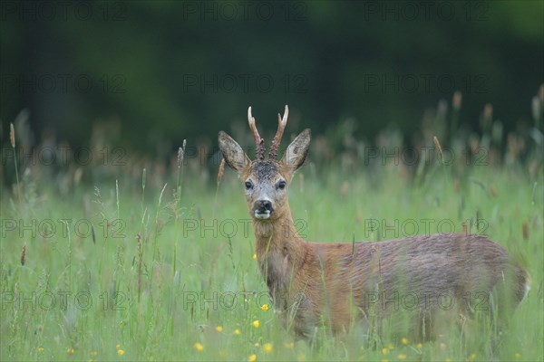 Roe deer (Capreolus capreolus)