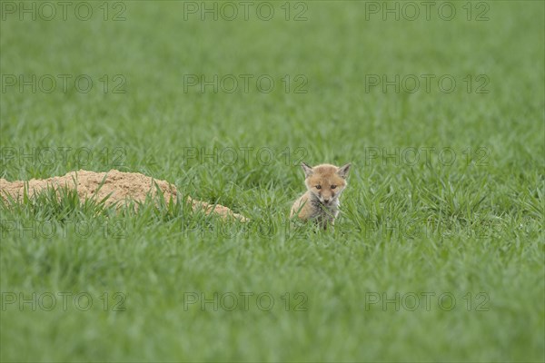 Fox cubs (Vulpes vulpes)