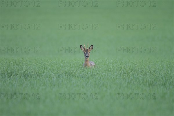 Roe deer (Capreolus capreolus)