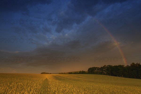 Rainbow over a wheat field