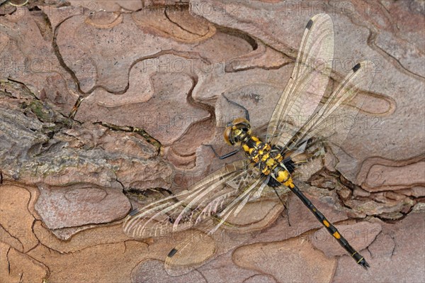 White-faced Darter (Leucorrhinia dubia)