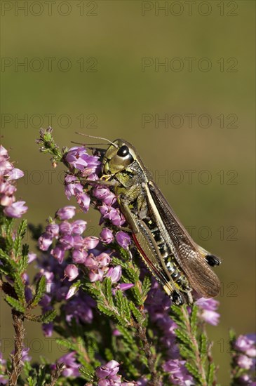 Large Marsh Grasshopper (Stethophyma grossum)