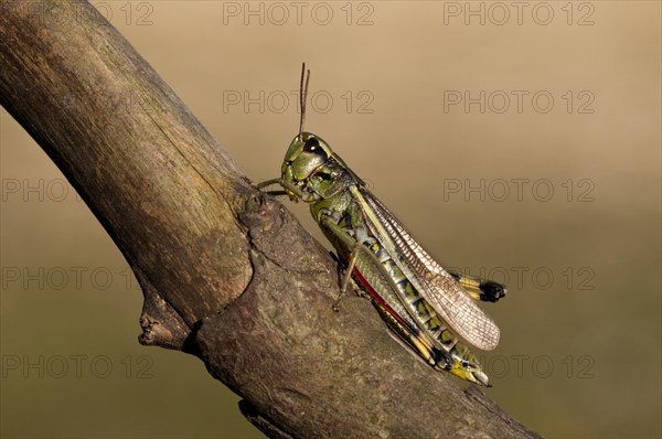 Large Marsh Grasshopper (Stethophyma grossum)