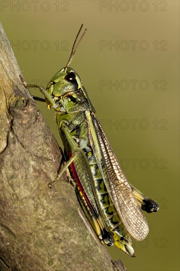 Large Marsh Grasshopper (Stethophyma grossum)