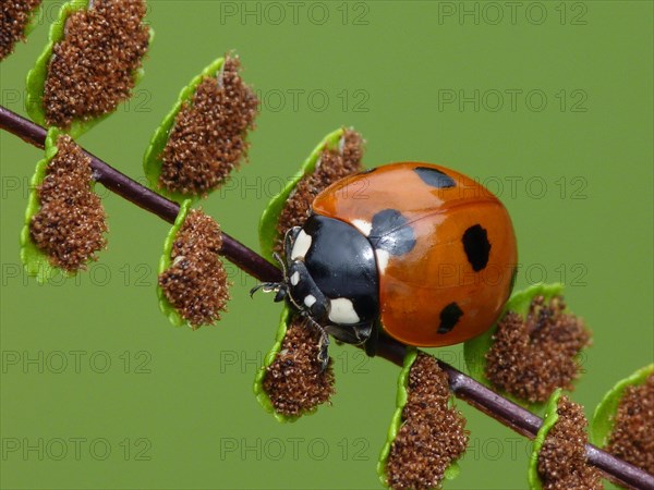 Seven-spot Ladybird (Coccinella septempunctata)