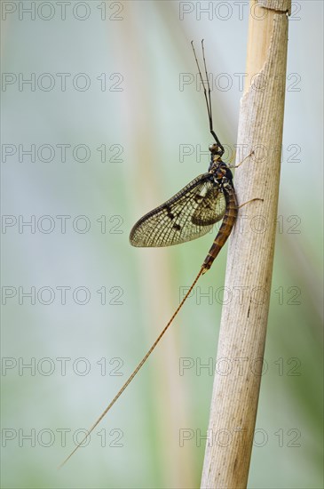 Dark Mayfly (Ephemera vulgata)