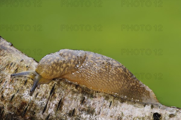 Yellow Slug (Limax flavus)