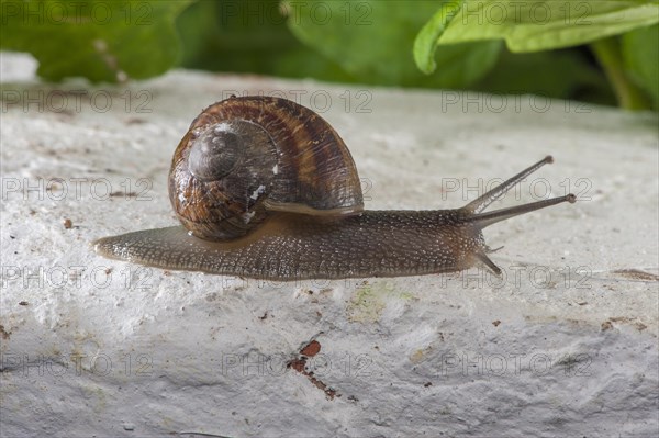 Garden Snail (Helix aspersa)