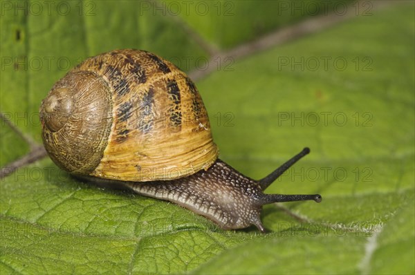 Garden Snail (Helix aspersa)